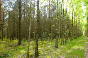 Działka na sprzedaż 81000m2 turecki Malanów Brody - zdjęcie 1