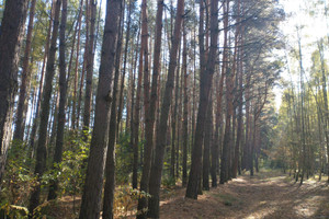 Działka na sprzedaż 15400m2 buski Busko-Zdrój Kawczyce Działka nr 260101_5.0014.145   1,54 ha - zdjęcie 1