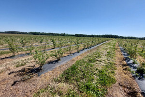 Działka na sprzedaż 500000m2 stargardzki Chociwel Lisowo - zdjęcie 1