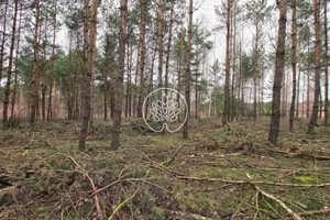 Działka na sprzedaż bydgoski Koronowo Stary Jasiniec - zdjęcie 2