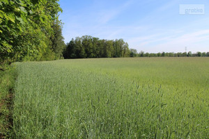 Działka na sprzedaż 12833m2 milicki Krośnice - zdjęcie 2