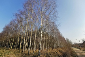 Działka na sprzedaż 18900m2 złotowski Lipka Czyżkowo - zdjęcie 2