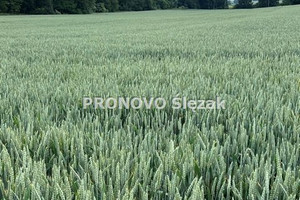 Działka na sprzedaż 3000m2 trzebnicki Oborniki Śląskie Borkowice - zdjęcie 3