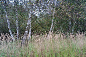 Działka na sprzedaż 25300m2 stargardzki Dobrzany Szadzko - zdjęcie 3