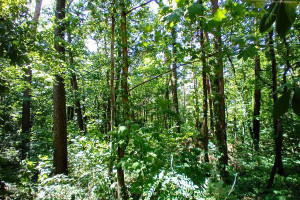 Działka na sprzedaż 2075m2 piaseczyński Konstancin-Jeziorna Królewska Góra Wacława Gąsiorowskiego - zdjęcie 1