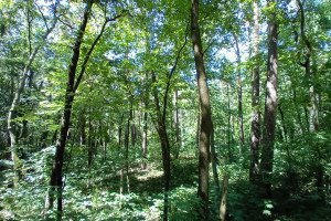 Działka na sprzedaż 2075m2 piaseczyński Konstancin-Jeziorna Królewska Góra Wacława Gąsiorowskiego - zdjęcie 3