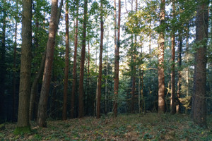 Działka na sprzedaż 32628m2 gorlicki Biecz Rożnowice - zdjęcie 2