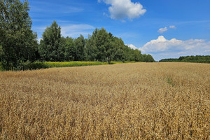 Działka na sprzedaż 3342m2 opolski Karczmiska Karczmiska Drugie - zdjęcie 2