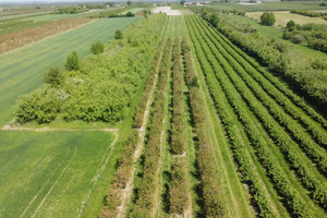 Działka na sprzedaż opolski Łaziska Kamień-Kolonia - zdjęcie 2