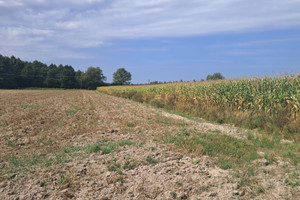 Działka na sprzedaż 3000m2 łęczyński Cyców Malinówka - zdjęcie 1