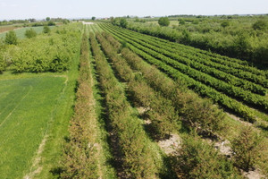 Działka na sprzedaż opolski Łaziska Kamień-Kolonia - zdjęcie 3