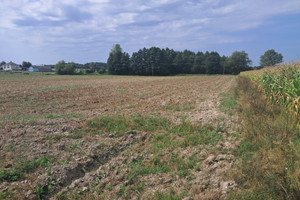 Działka na sprzedaż 3000m2 łęczyński Cyców Malinówka - zdjęcie 2