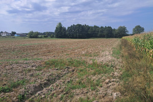 Działka na sprzedaż 6000m2 łęczyński Cyców Malinówka - zdjęcie 1