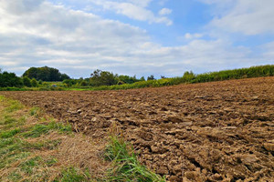 Działka na sprzedaż 6065m2 puławski Kurów Buchałowice - zdjęcie 3