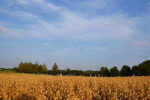 Działka na sprzedaż 3000m2 lubelski Jastków Marysin - zdjęcie 3