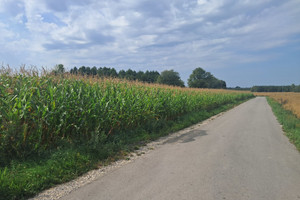 Działka na sprzedaż 3000m2 łęczyński Cyców Malinówka - zdjęcie 3