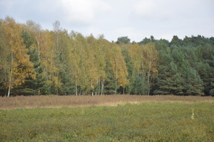 Działka na sprzedaż łęczyński Milejów Klarów - zdjęcie 4