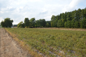 Działka na sprzedaż łęczyński Milejów Klarów - zdjęcie 4