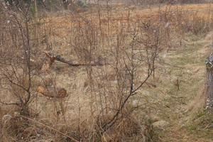 Działka na sprzedaż 1000m2 legionowski Jabłonna Skierdy - zdjęcie 2