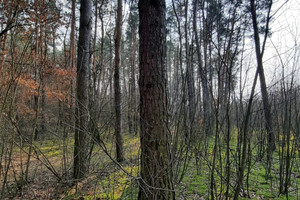 Działka na sprzedaż 73400m2 płocki Brudzeń Duży Strupczewo Duże - zdjęcie 3