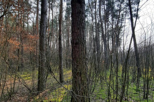 Działka na sprzedaż 73400m2 płocki Brudzeń Duży Strupczewo Duże - zdjęcie 3