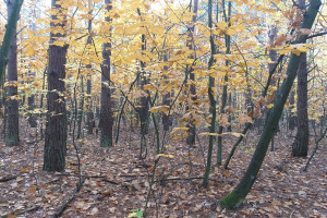 Działka na sprzedaż Warszawa Wawer Radość Kwitnącej Akacji - zdjęcie 2