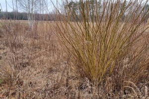 Działka na sprzedaż 1000m2 pruszkowski Brwinów Żółwin - zdjęcie 3