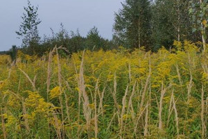 Działka na sprzedaż 1426m2 warszawski zachodni Leszno Feliksów - zdjęcie 3