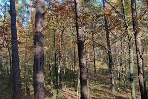 Działka na sprzedaż olsztyński Stawiguda Gryźliny - zdjęcie 2