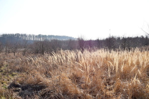 Działka na sprzedaż 5100m2 Zielona Góra - zdjęcie 2