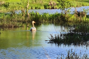 Działka na sprzedaż wyszkowski Zabrodzie Młynarze - zdjęcie 3