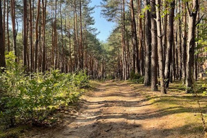 Dom na sprzedaż 30m2 wołomiński Radzymin Łosie - zdjęcie 3