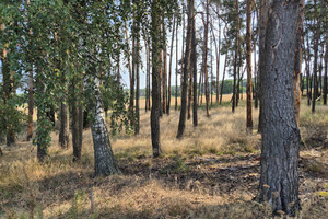 Działka na sprzedaż 812m2 szamotulski Kaźmierz Radzyny Limonkowa - zdjęcie 2