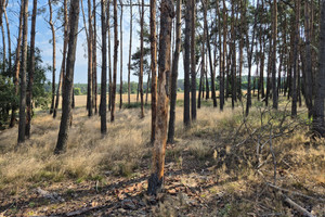 Działka na sprzedaż 812m2 szamotulski Kaźmierz Radzyny Limonkowa - zdjęcie 3