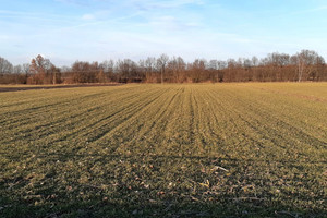 Działka na sprzedaż 56600m2 brzeski Skarbimierz - zdjęcie 3