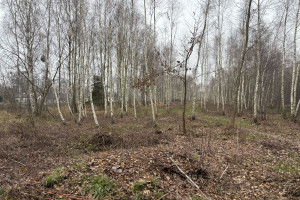 Działka na sprzedaż 5550m2 grodziski Jaktorów Generała Kleeberga - zdjęcie 2