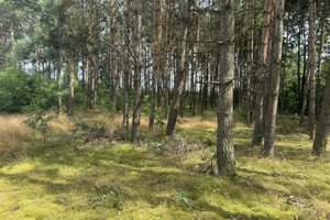 Działka na sprzedaż 9800m2 starogardzki Skórcz Czarnylas Wybudowanie - zdjęcie 3