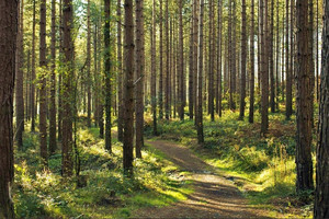 Działka na sprzedaż 49208m2 poznański Mosina Wiórek rogalinski park krajobrazowy - zdjęcie 1