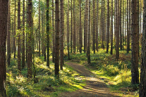 Działka na sprzedaż 49208m2 poznański Mosina Wiórek rogalinski park krajobrazowy - zdjęcie 1