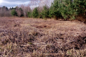 Działka na sprzedaż grójecki Chynów Nowe Grobice - zdjęcie 2