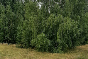 Działka na sprzedaż zgierski Stryków Lipa Lipa - zdjęcie 3