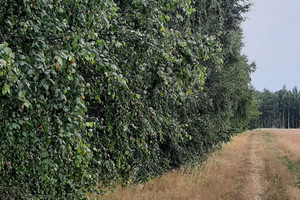 Działka na sprzedaż zgierski Stryków Lipa Lipa - zdjęcie 3