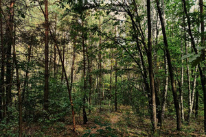 Działka na sprzedaż 9600m2 miński Jakubów Wiśniew - zdjęcie 1