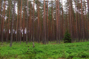 Działka na sprzedaż 147900m2 sokólski Suchowola - zdjęcie 2