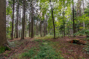 Działka na sprzedaż 9790m2 tarnowski Wojnicz Olszyny - zdjęcie 2