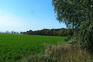 Działka na sprzedaż 1146m2 szamotulski Duszniki Ceradz Dolny - zdjęcie 3