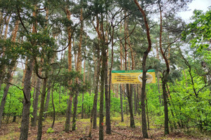 Działka na sprzedaż 3300m2 warszawski zachodni Stare Babice Borzęcin Duży - zdjęcie 1