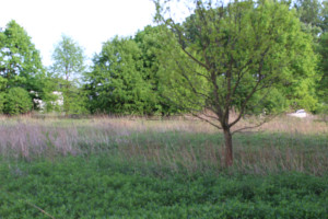 Działka na sprzedaż 1167m2 warszawski zachodni Łomianki Łomianki Dolne Brzegowa - zdjęcie 3