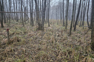 Działka na sprzedaż 19500m2 szczycieński Świętajno - zdjęcie 2