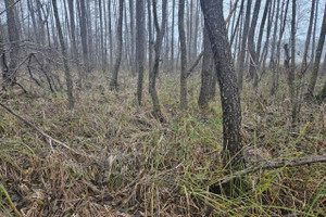 Działka na sprzedaż 19500m2 szczycieński Świętajno - zdjęcie 3